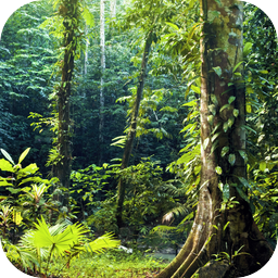 Deep In Heart Of Emerald Forest >> Lively Forest Ambiance Deep In Heart Of Emerald Forest >> Lively Forest Ambiance